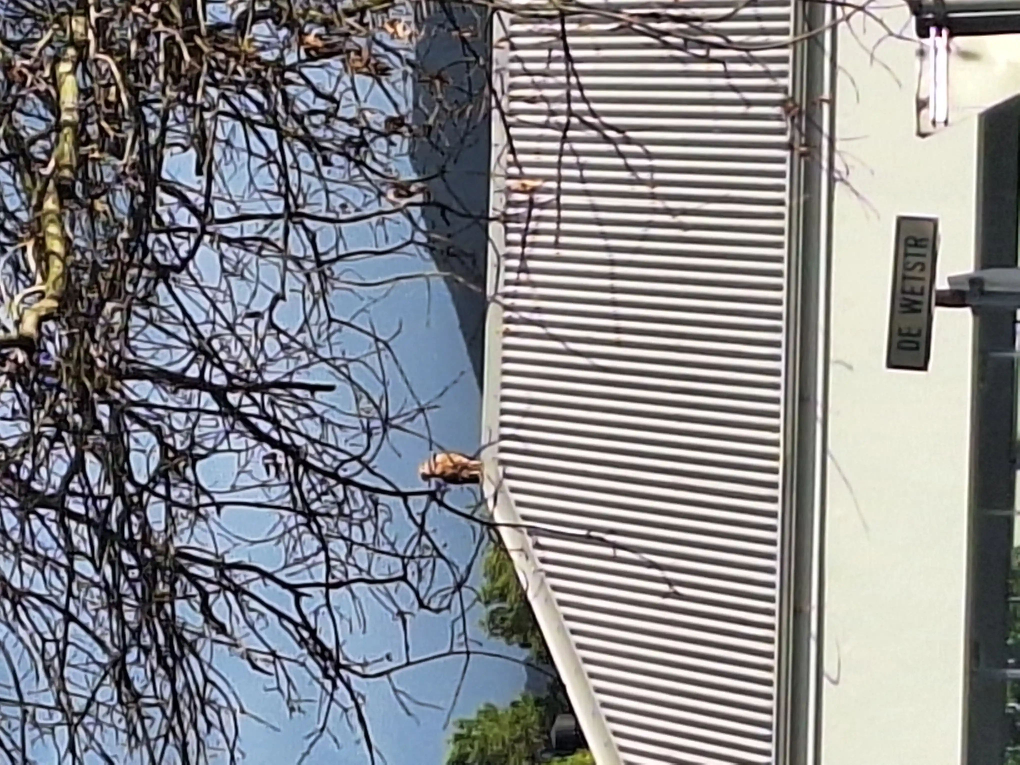 Urban eagle in Franschhoek